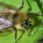 Mason bee