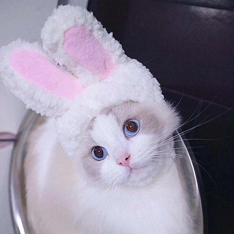 Chapeau amusant pour animaux de compagnie aux cheveux bouclés. Déguisement de chat drôle pour un look original. Accessoires pour animaux originaux.