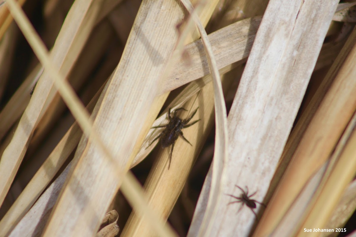 Wolf Spider