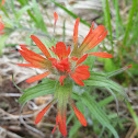 Scarlet paintbrush