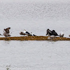 Lesser Black-backed Gull