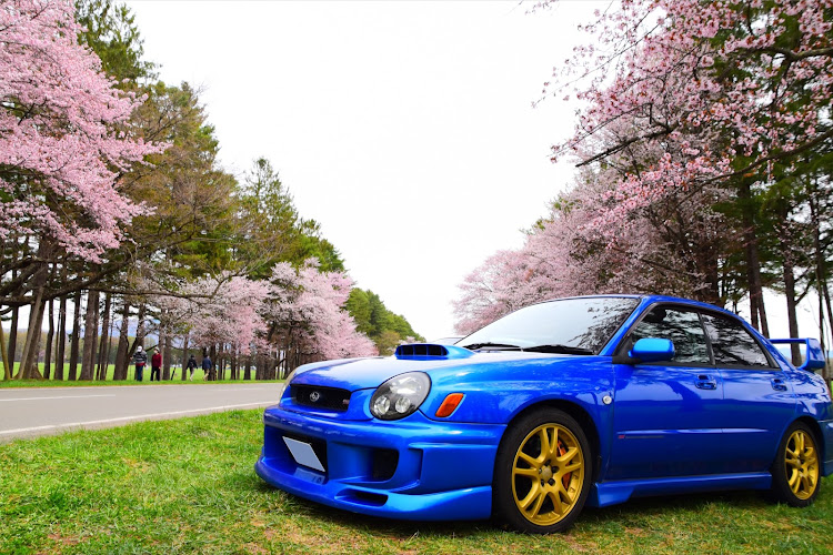 インプレッサ WRX STIの静内・二十間道路桜並木・飲食禁止・でも屋台があった・車で飲食に関するカスタム事例の投稿画像1枚目