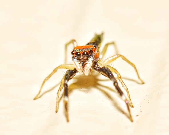 Elegant Golden Jumper