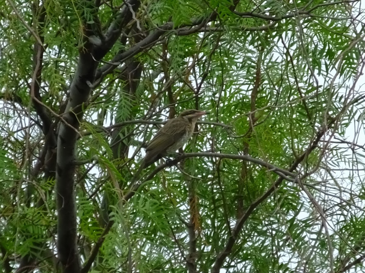 spiney cheeked honeyeater