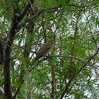 spiney cheeked honeyeater