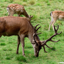 Deer and moose