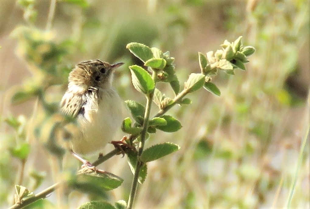 Desert cisticola