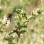 Desert cisticola