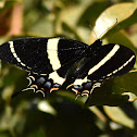 Magnificent Swallowtail