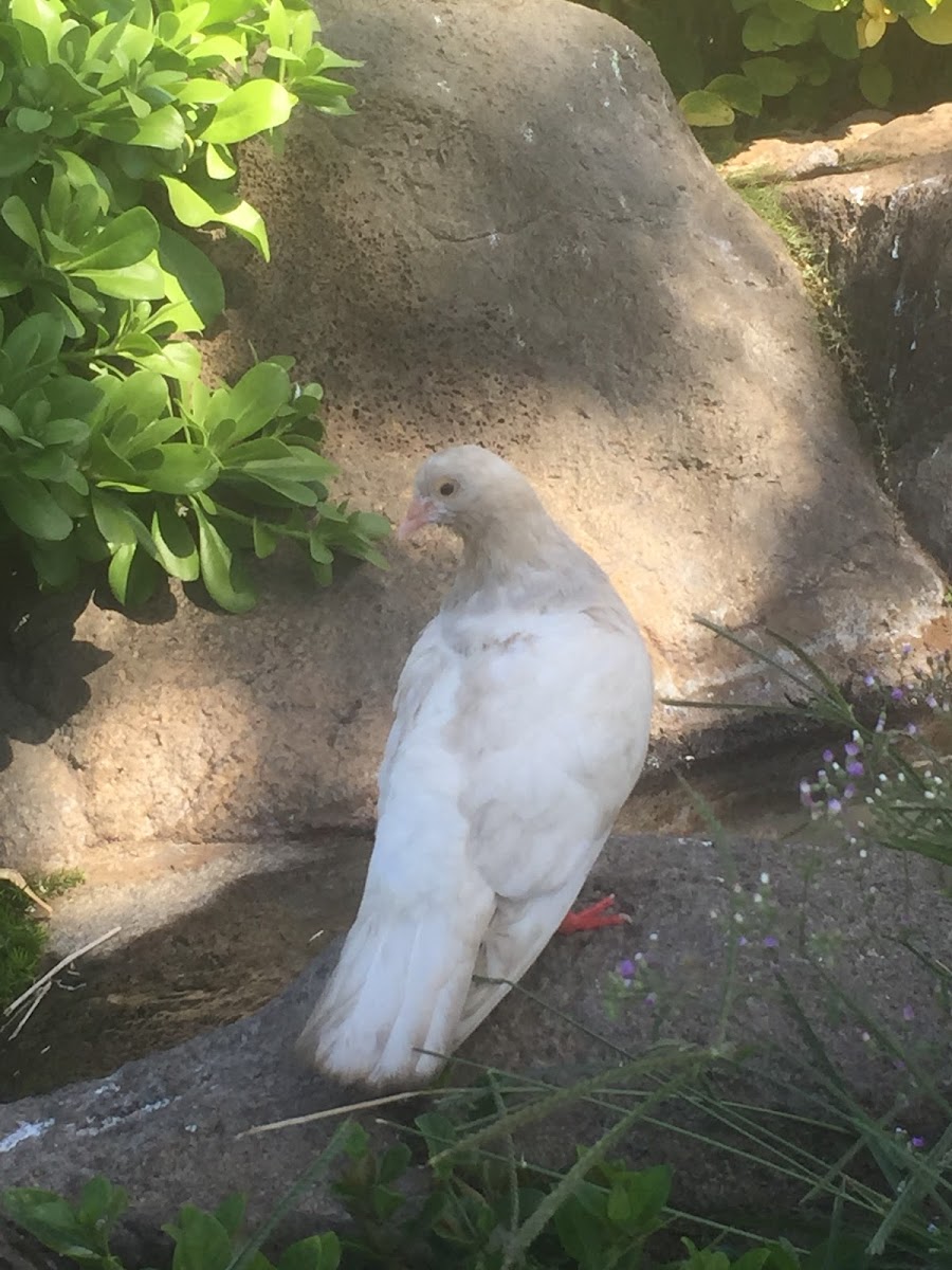 Feral pigeon