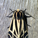 Tiger moth