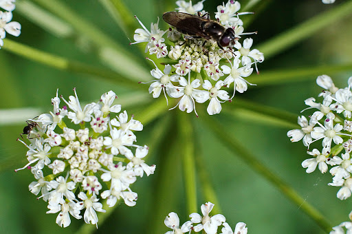 Oenanthe crocata