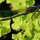 damselfly