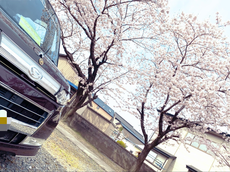 タントカスタムのDas teamVIP・エムズガレージ・桜と愛車・コロナウイルスに負けるな・ドライブに関するカスタム事例の投稿画像9枚目