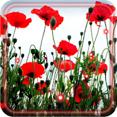 Poppy Field Free - Android Apps on Google Play