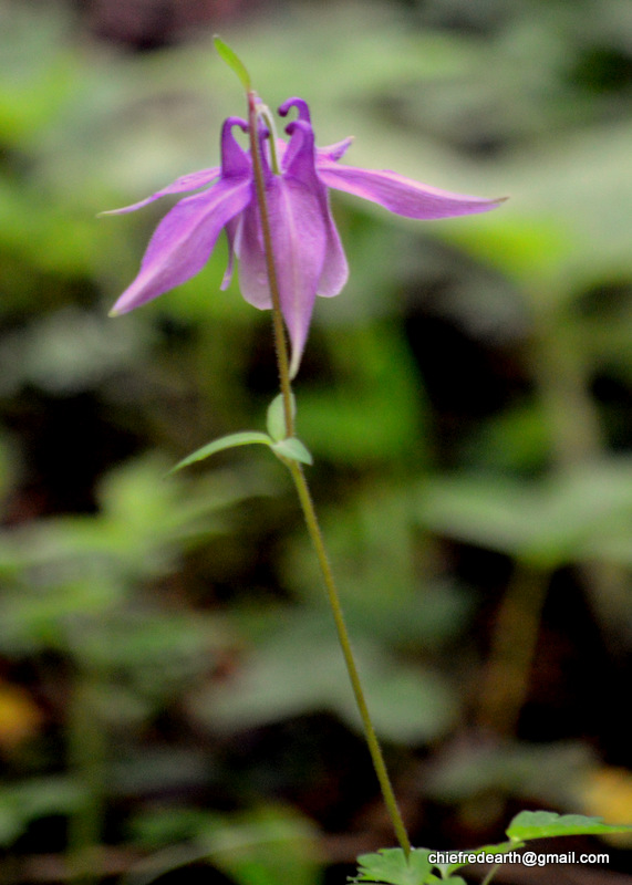 Columbine