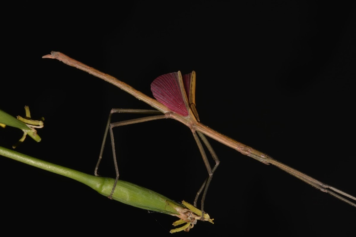 Coconut Stick Insect, Phasmid