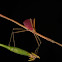 Coconut Stick Insect, Phasmid