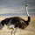 Ostrich - New Tab in HD