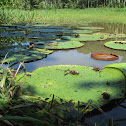 Victoria Water-lily, Giant Water Lily