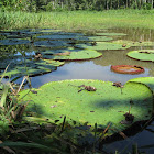 Victoria Water-lily, Giant Water Lily