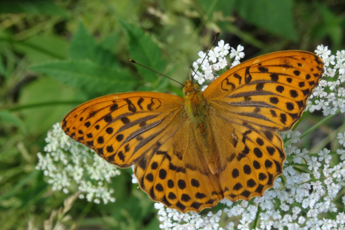 Silver-washed Fritillary