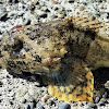 Buffalo sculpin