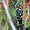 Pileated woodpecker