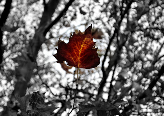 One leaf, feeling alone. di Fede_iu