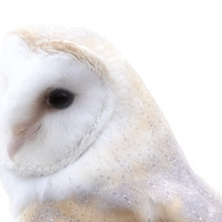 Tyto alba di utente cancellato