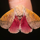 Honey Locust Moth