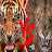 Lion vs Tiger : Animal Fight icon