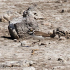 Little Ringed Plover; Chorlitejo Chico