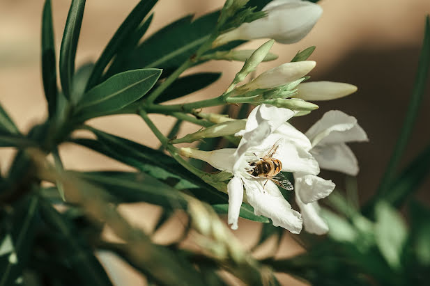 Fotografo di matrimoni Alena Kasho (positivefoto). Foto del 17 aprile 2023