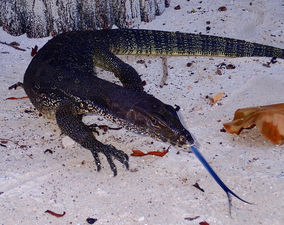 Malayan Water Monitor Lizard