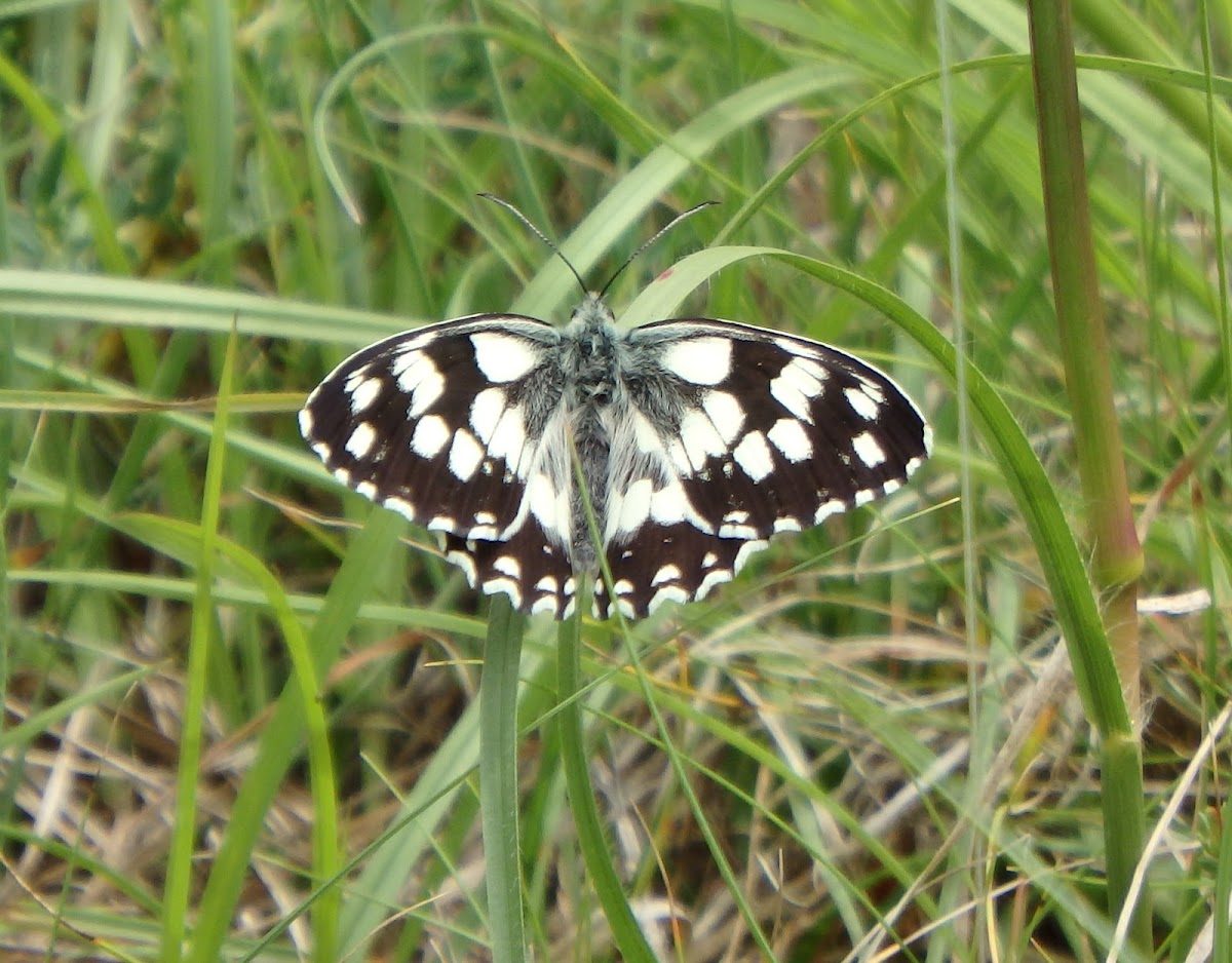 Marbled White