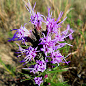 Scaly Blazing Star