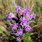 Scaly Blazing Star