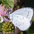 Holly Blue