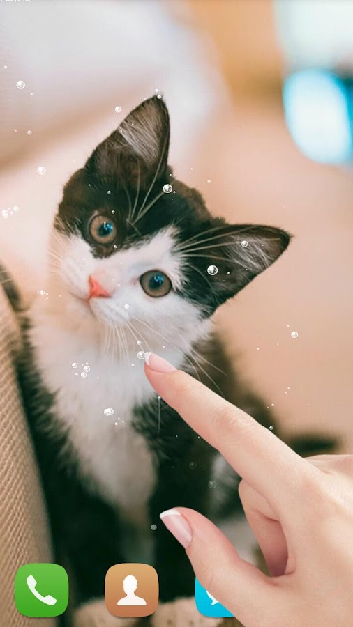  Cute  cat  Live  wallpaper  Android Apps on Google Play