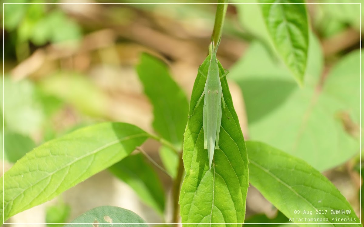 Atractomorpha sinensis 短額負蝗