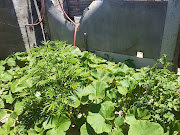 The garden at Zandile Mafe's shack in Site B, Khayelitsha, where he says he has 'stayed for almost two years uninterruptedly'.