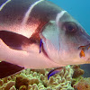 White-Barred Sweetlips