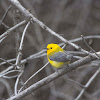 Prothonotary Warbler