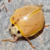 Yellow ladybug