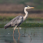 Grey Heron