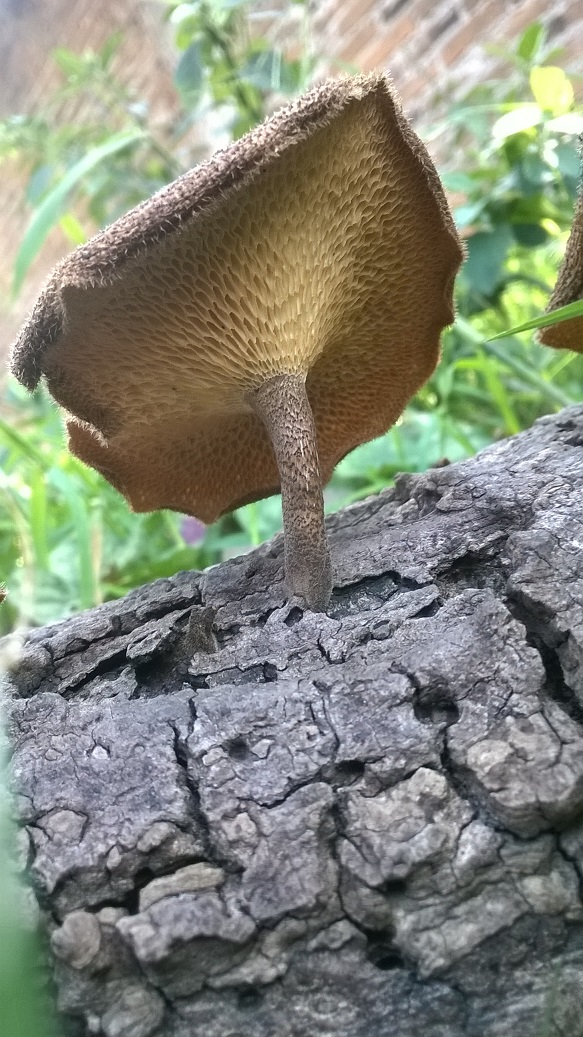 Spring Polypore