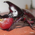 Siamese rhinoceros beetle (male)