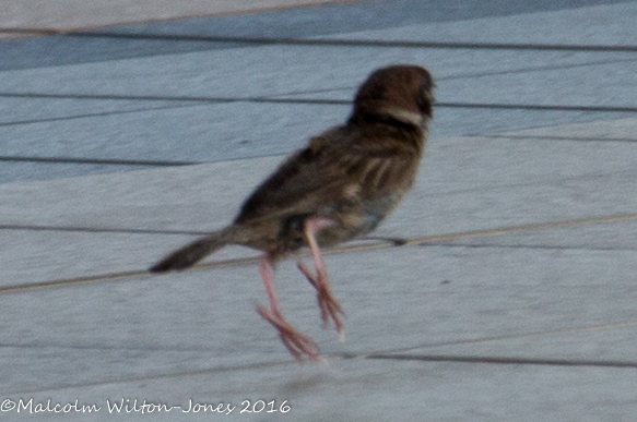 Tree Sparrow