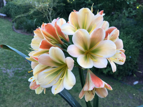 safari garden centre clivia show